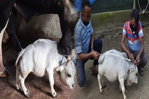 cow