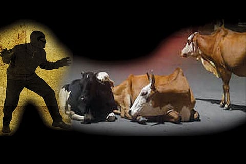 cow