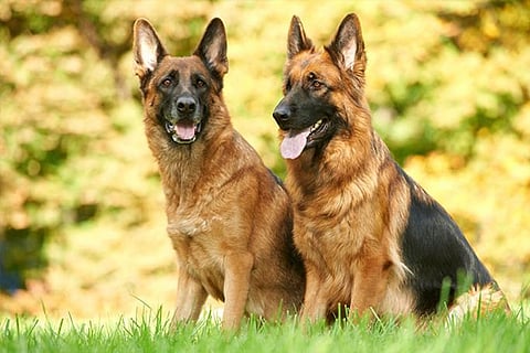 dog