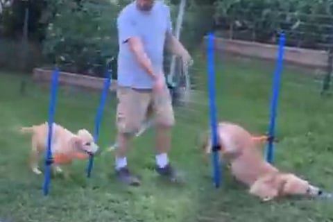 dog