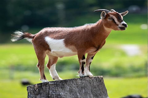 go