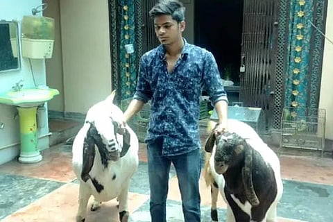 goats