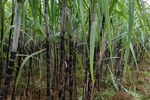 kabbu