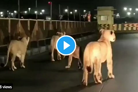 lion