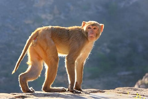 monkey