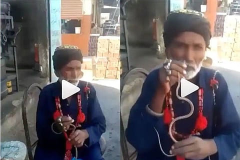 snake