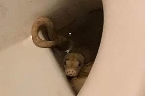 snake