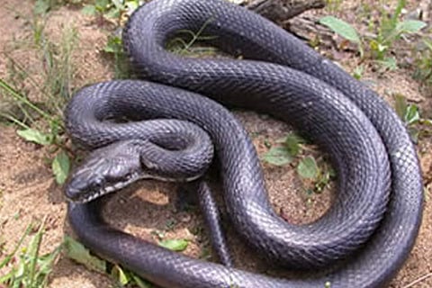 snake
