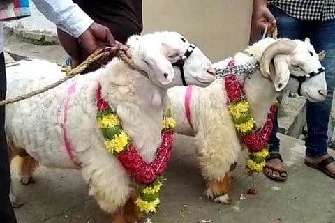 tagaru