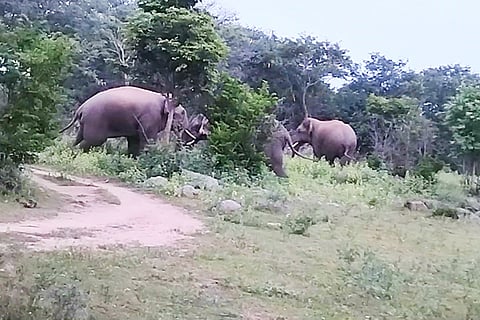 15 Budikote 5 Elephants