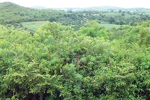 18 Dwd 2