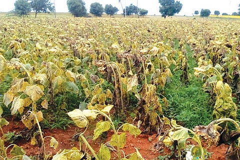 1MDG1 A BELEGE ROGA