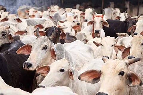Cow slaughter