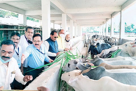 Malapanagudi Jain Cow School