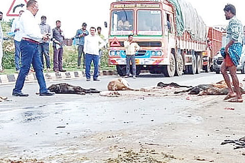 Shivapura Accident Sheep Death