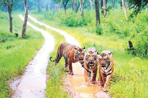 Tiger