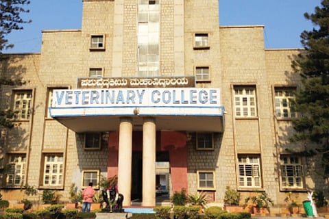Veterinery