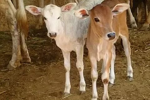 calf