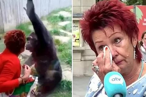 chimpanjee