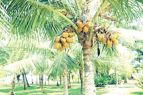 coconut-farm