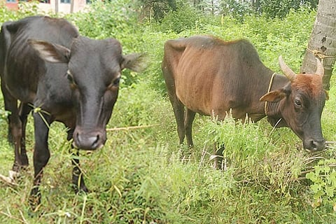 cow