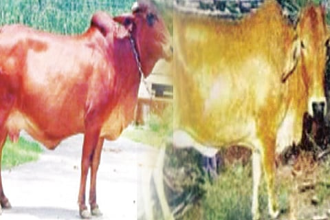 cow