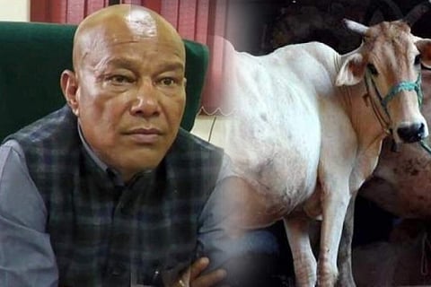 cow