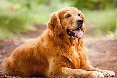 dog