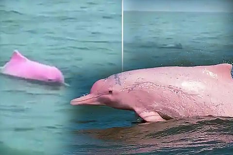 dolphine