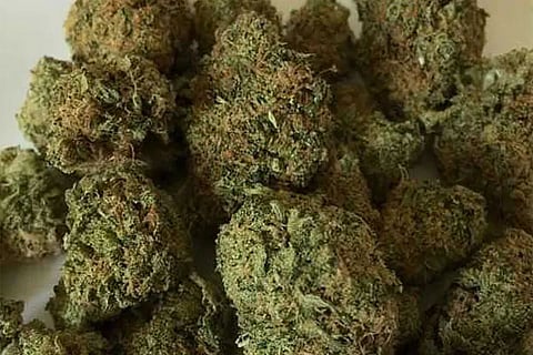 ganja pic