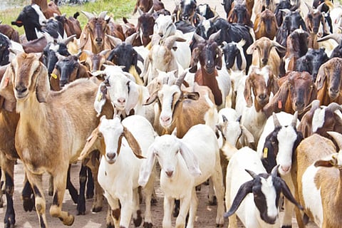 goat-2