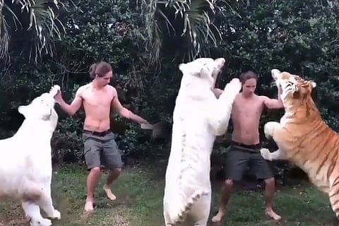 lion