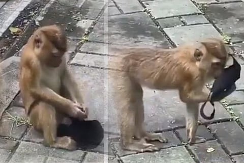 monkey