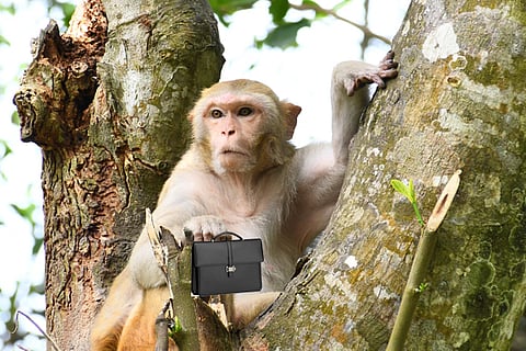 monkey