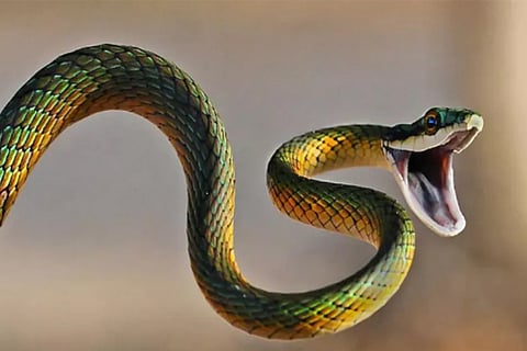 snake1