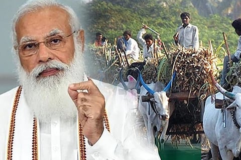 sugarcane