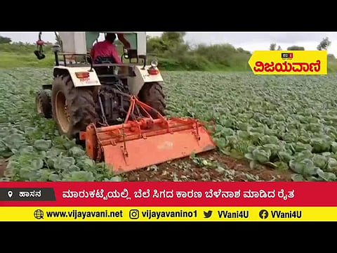 ಬೆಲೆ ಇಲ್ಲದೇ ಹೂಕೋಸು ನಾಶ ಮಾಡಿದ ರೈತ - youtube