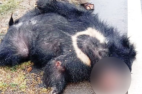 2109 Ammanakere Cross Bear Death