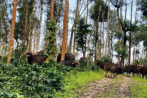 Bison
