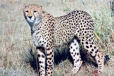 Chita