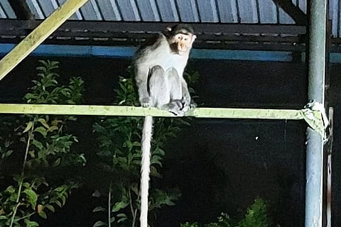 Monkey