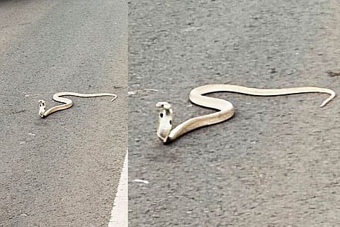 Snake