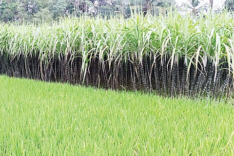 Sugar Cane