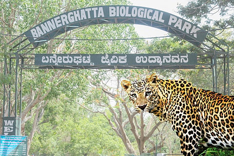 bannerughatta