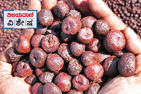 beetlenut