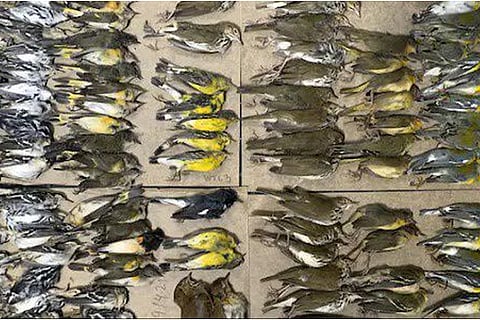 birds
