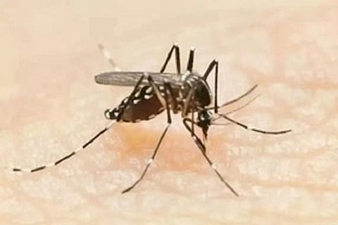 dengue1