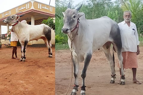 kilari cow