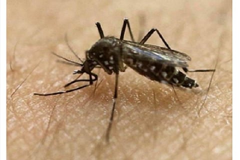 mosquito