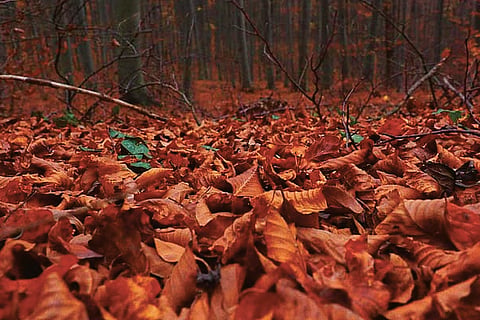 nature